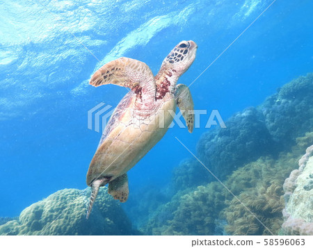 游泳的海龜在水面下 游泳的海龜在水面下 58596063