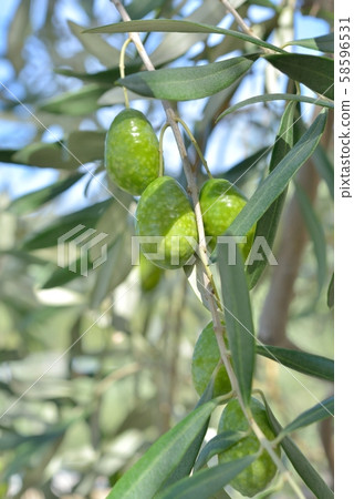 橄欖果 58596531