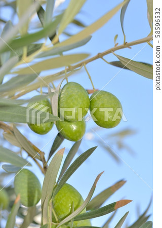 Olive fruit 58596532