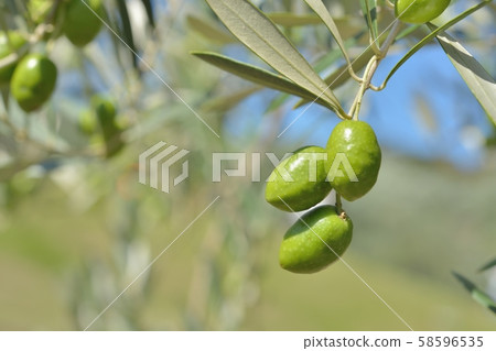 橄欖果 58596535