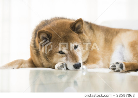 Shiba Inu To Relax - Stock Photo [58597868] - Pixta