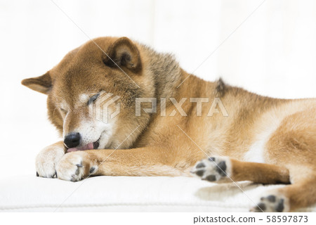 Shiba Inu Relax Shiba Inu Relax 58597873