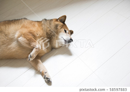 Shiba Inu Relax 58597883