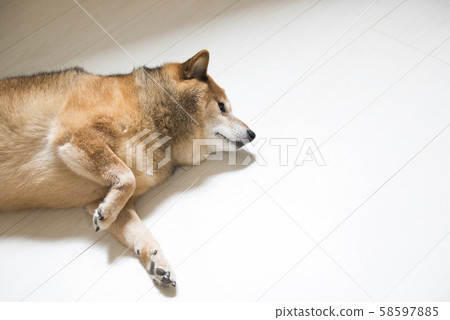Shiba Inu Relax 58597885