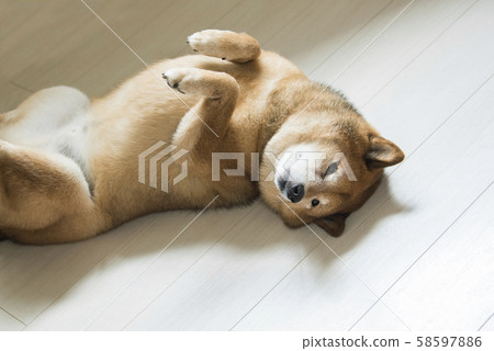 Shiba Inu Relax Back 58597886