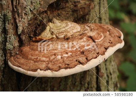 Chrysanthemum fungus 58598180