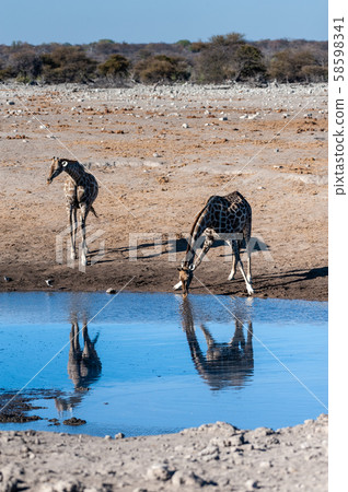 Giraffes in Etosha National Park 58598341