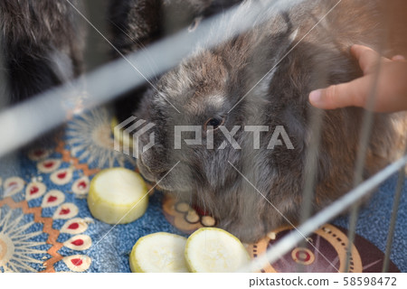 Children play with a rabbit in a cage 58598472