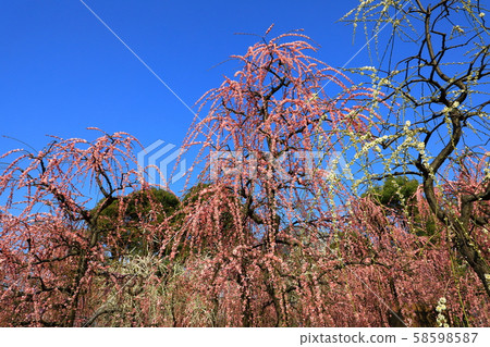 Seongnam-myeon plum flower 58598587