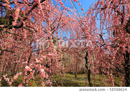 Seongnam-myeon plum flower Seongnam-myeon plum flower 58598624