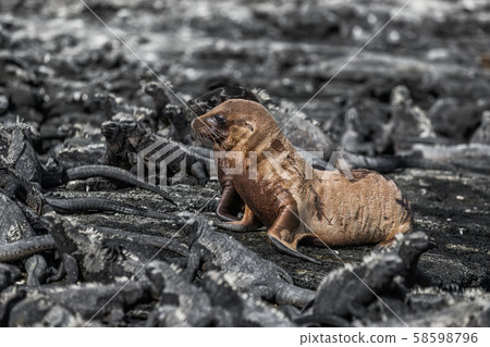 Galapagos animals - Baby Galapagos Sea lions pups and Marine Iguanas 58598796