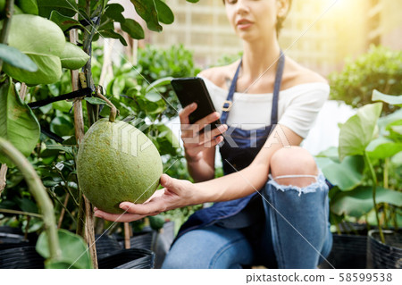 Woman photographing pomelo in her gargen Woman photographing pomelo in her gargen 58599538