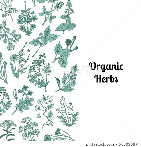 Vector hand drawn medical herbs - Stock Illustration [58599587] - PIXTA