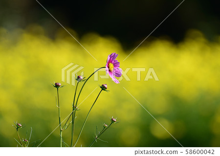 Flower Cosmos 58600042