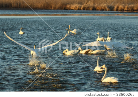 Swan of Mibu Marsh Swan of Mibu Marsh 58600263