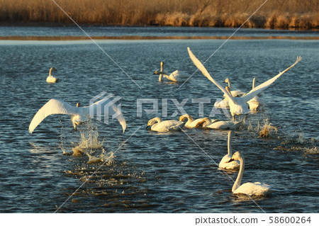 Swan of Mibu Marsh Swan of Mibu Marsh 58600264