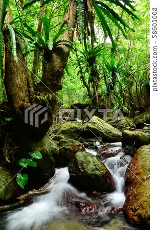 Subtropical forest Subtropical forest 58601008
