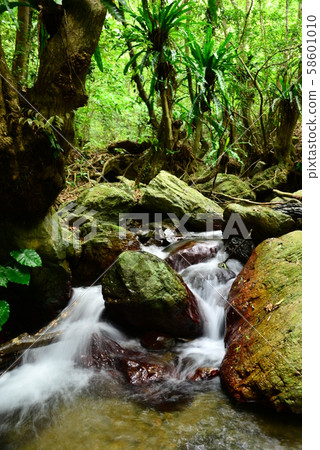 Subtropical forest Subtropical forest 58601010