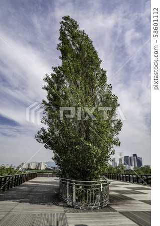 tree tree 58601112