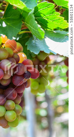 Grapes on the vine at summer day Grapes on the vine at summer day 58601134
