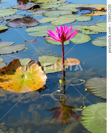 Waterlily flowers on the lake 58601200