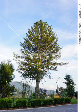 Pine trees at garden in sunny day Pine trees at garden in sunny day 58601223