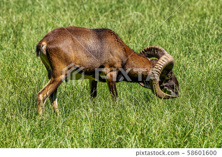 European mouflon, Ovis orientalis musimon. Wildlife animal. 58601600