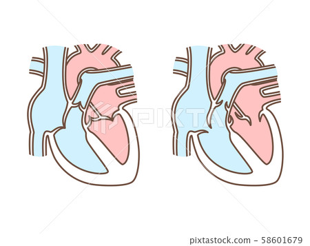 Heart cross section 58601679