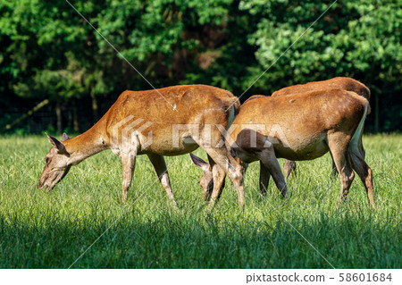 Red deer, Cervus elaphus in a german nature park 58601684