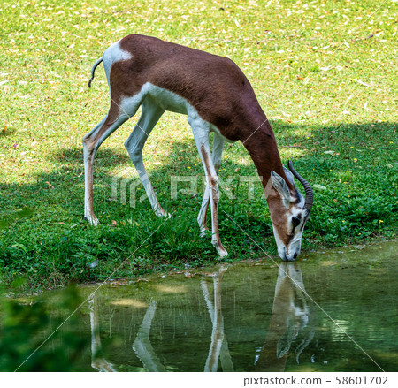 Dama gazelle, Gazella dama mhorr or mhorr gazelle is a species of gazelle Dama gazelle, Gazella dama mhorr or mhorr gazelle is a species of gazelle 58601702
