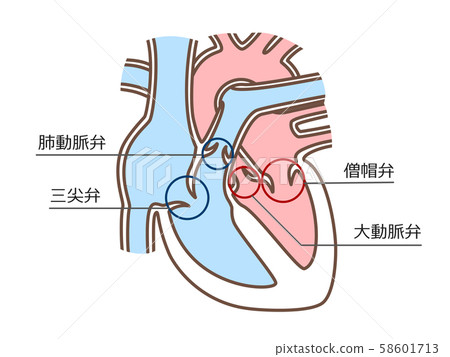 心臟瓣膜單張 插圖素材 圖庫