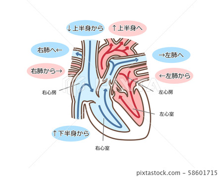 Heart blood flow with letters 58601715