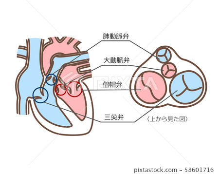 Heart valve with cross section Heart valve with cross section 58601716