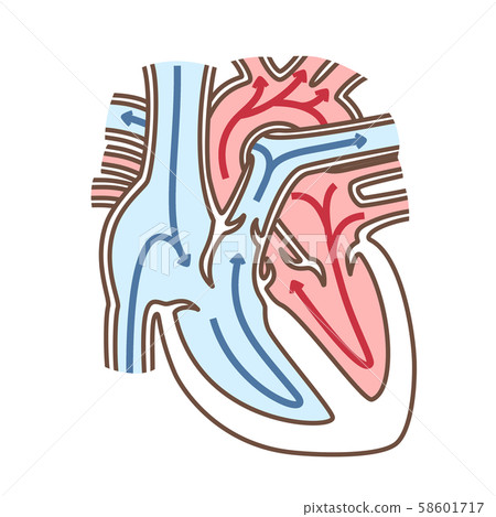 心臟血流 58601717
