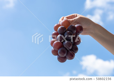 Grape (Pione) Grape (Pione) 58602156