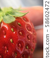 草莓 58602472