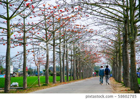 臺灣臺 South Shirakawarin Hatsunogi Chunhua Asia, Taiwan, Tainan Bombax ceiba 臺灣臺 South Shirakawarin Hatsunogi Chunhua Asia, Taiwan, Tainan Bombax ceiba 58602785