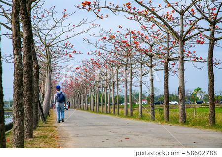 台灣台南白樺林初木春樹亞洲，台灣，台南Bombax ceiba 58602788