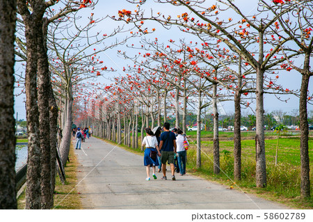 台灣台南白樺林初木春樹亞洲，台灣，台南Bombax ceiba 58602789