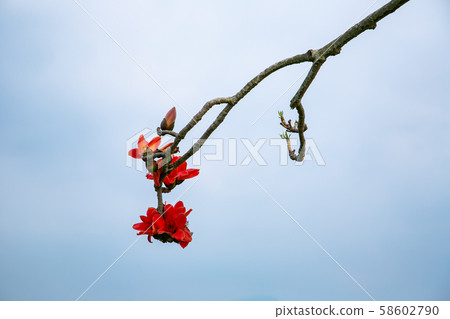 台灣台南白樺林初木春樹亞洲，台灣，台南Bombax ceiba 58602790