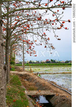 台灣台南白樺林初木春樹亞洲，台灣，台南Bombax ceiba 58602802