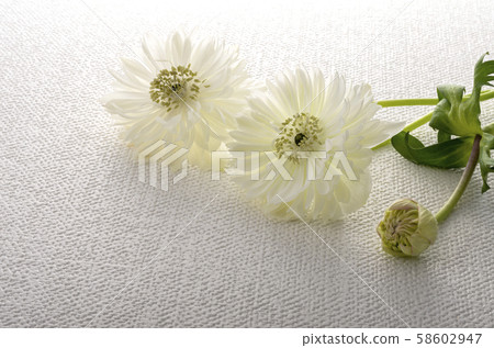 海葵 海葵 58602947