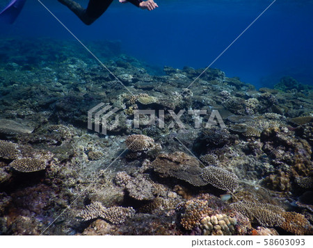 珊瑚礁2 58603093