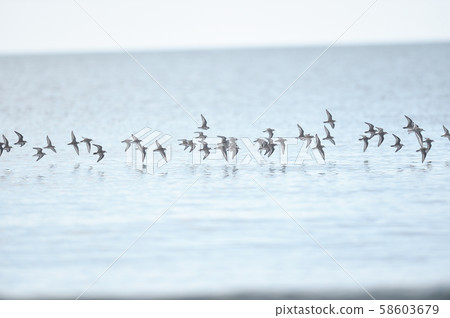 石狩海灘（北海道）上的一群土年 58603679