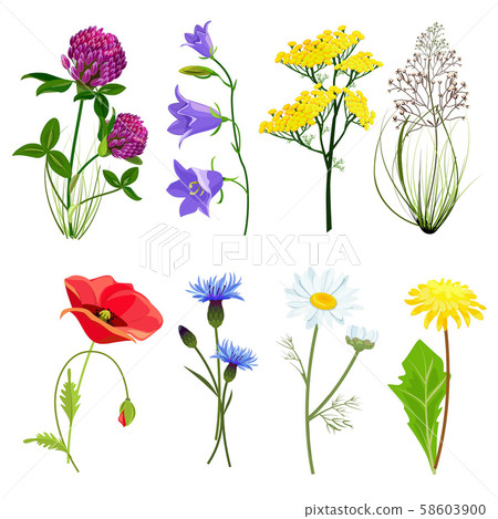 Wildflowers and herbs. Botanical set with anise meadow buttercup vector collection in cartoon style Wildflowers and herbs. Botanical set with anise meadow buttercup vector collection in cartoon style 58603900