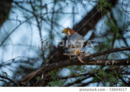 Red necked falcon or Falco chicquera with crested lark kill in claws. Migratory bird Sitting on a tree trunk perch and early morning blue sky background at desert national park, jaisalmer, india Red necked falcon or Falco chicquera with crested lark kill in claws. Migratory bird Sitting on a tree trunk perch and early morning blue sky background at desert national park, jaisalmer, india 58604017