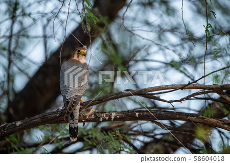 Red necked falcon or Falco chicquera with crested lark kill in claws. Migratory bird Sitting on a tree trunk perch and early morning blue sky background at desert national park, jaisalmer, india Red necked falcon or Falco chicquera with crested lark kill in claws. Migratory bird Sitting on a tree trunk perch and early morning blue sky background at desert national park, jaisalmer, india 58604018