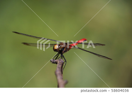 Risuakane Risuakane 58604036