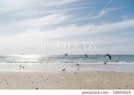 Sea and gull 58604826