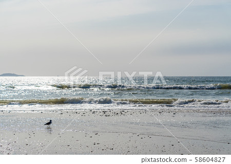 Lonely seagull 58604827
